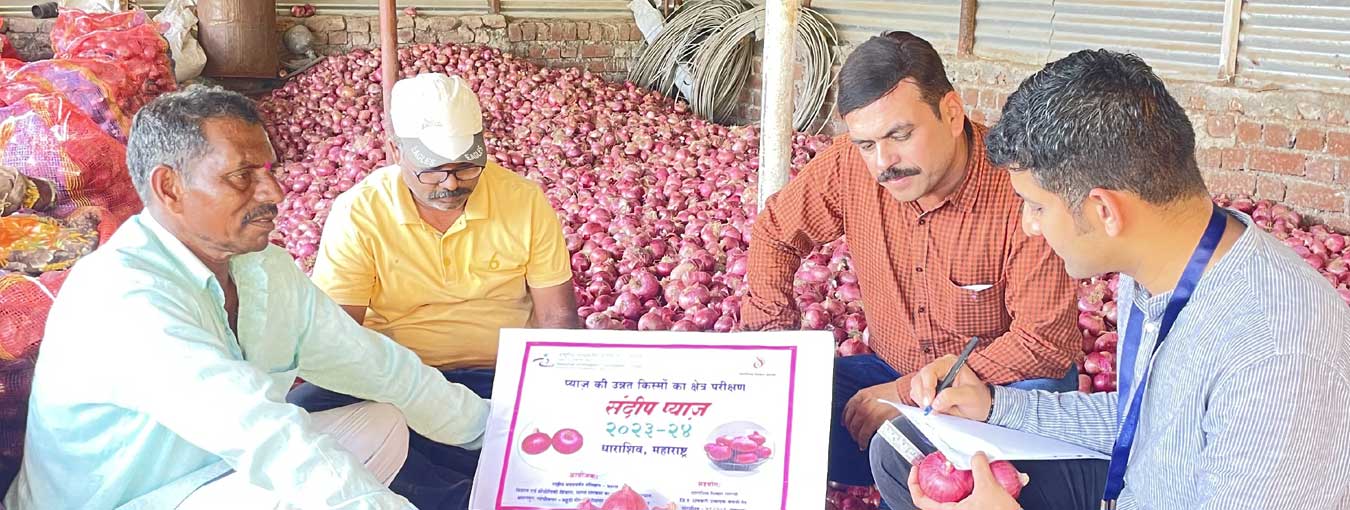 Farmers in Dharashiv, Maharashtra, praise onion varieties for high yields and market appeal, eyeing large-scale cultivation