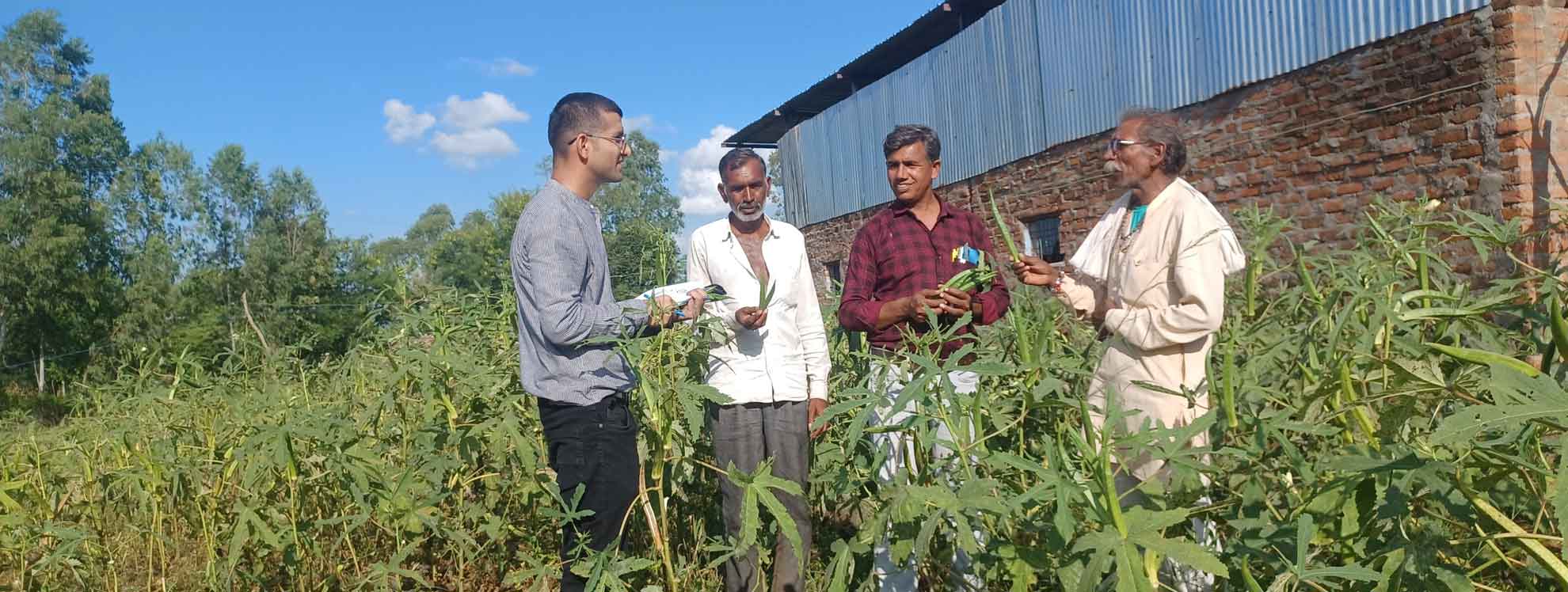 NIF completed a field verification of the innovative BBS-1 Okra variety at Jamakhedi Village, Ashoknagar, MadhyaPradesh