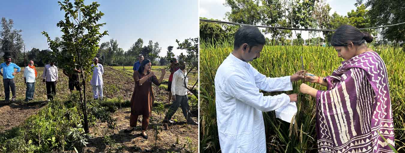 Field tour was conducted in Varanasi and Sirmaur that assessed rice traits and empowered farmers with eco-friendly practices. From agronomic insights to herbal disease management, local farmers embraced sustainable solutions for resilient crops.