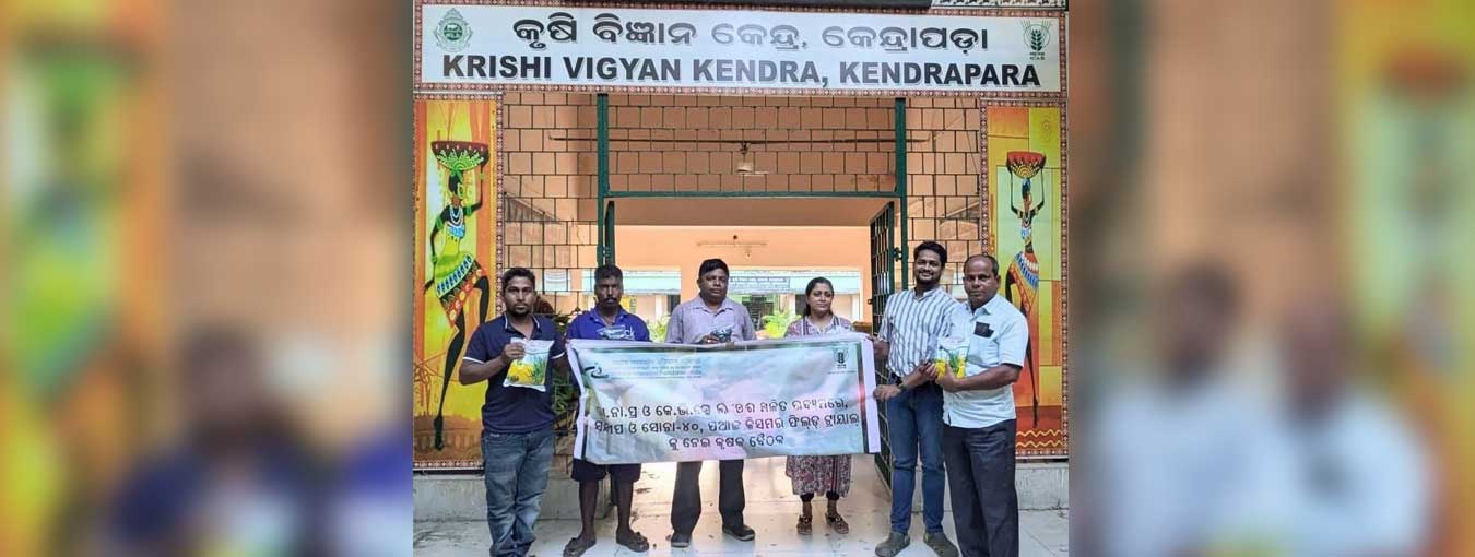 NIF-India initiated trials for farmer-developed #onion (#Sona 40) and #mustard (#SitaraSringar) varieties across Khordha, Kendrapara, and Cuttack districts, training 35 farmers in collaboration with @Krishi Vigyan Kendras (KVKs).