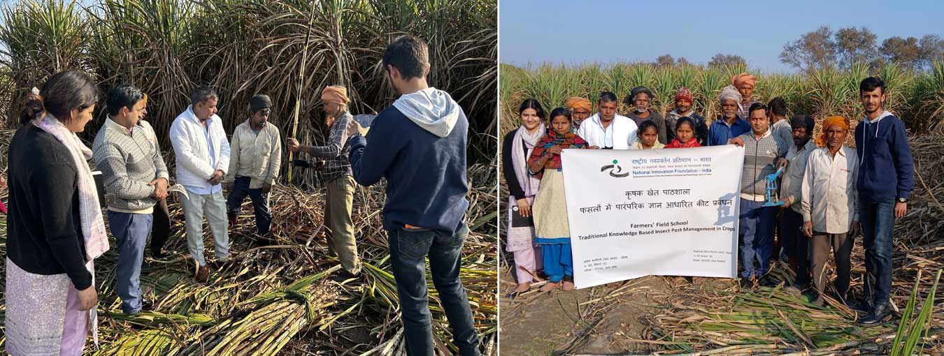 NIF held a Farmers’ Field School in Paldha, Sonipat, teaching herbal pest control & demonstrating the sugarcane-peeling knife. Farmers provided feedback & requested specific crop varieties for trials