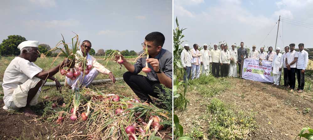 Onion varieties Sandip Pyaz & Sona 40 shine in organic trials across Dharashiv, MH—high yield, pest resistance & storability! G Vilas Pasand guava starts fruiting too. Farmers validating the success.