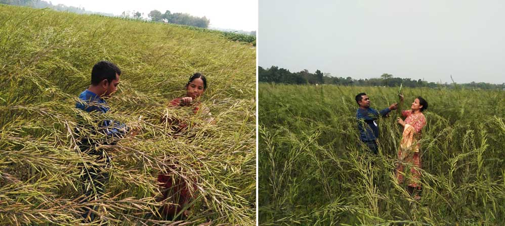Promising results from On-Farm Trial of mustard variety SitaraSringar, developed by grassroots innovator HukumSingh Lodha! Initial findings show better growth & yield compared to local strains