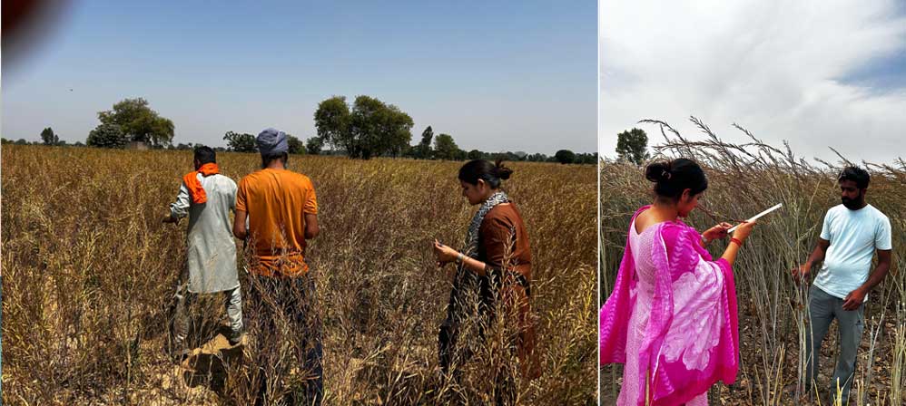 Data collection for the on-farm trial of Sitara Srinagar mustard, developed by grassroots innovator Shri Hukum Singh Lodha, was conducted in Mansa & Bathinda, Punjab