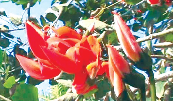 image of BUTEA