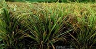 Mukkadaka decoction to control hoppers in paddy - Photo