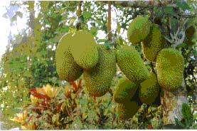 Latexless Jackfruit - Photo