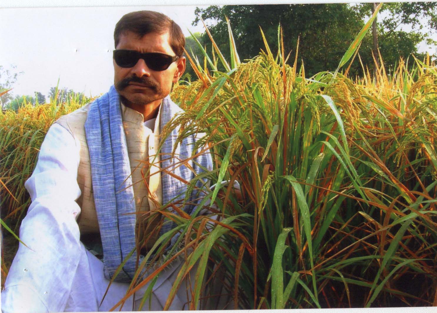 Improved varieties of wheat, paddy and pigeon pea - Photo