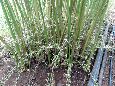 ARJUN – Improved Cardamom Variety - Photo