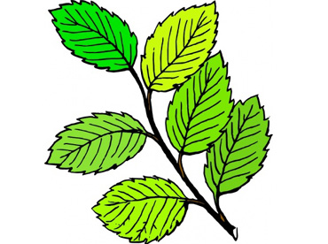 Herbal preparation for controlling leaf folder in paddy and fruit borer in vegetable crops - Photo