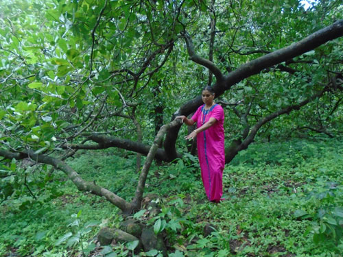 Image of Innovative Multiple Rooting Propagation Method for Cashew