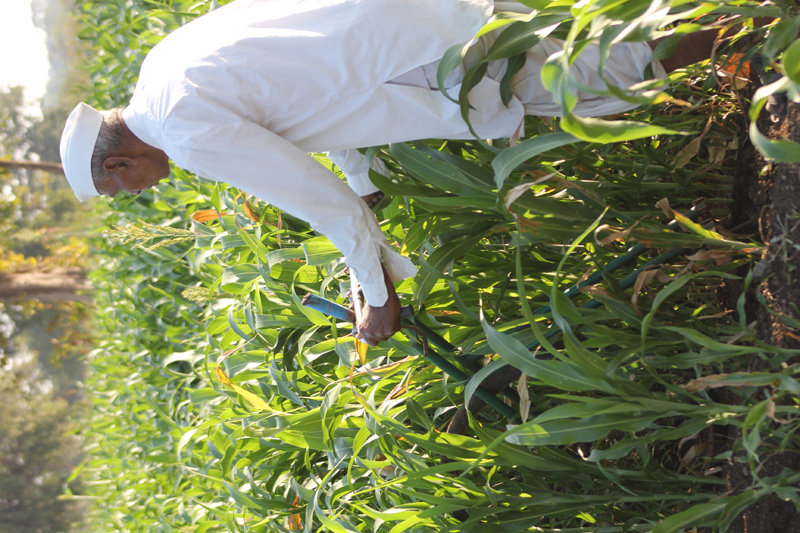 Image of Bicycle Weeder