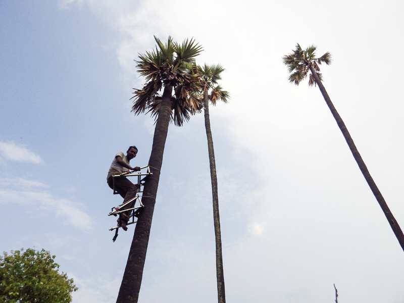 Image of Multi Tree Climber