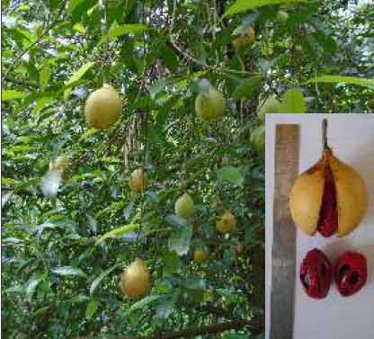 Edavarembil Gold-Improved Nutmeg Variety  - Photo