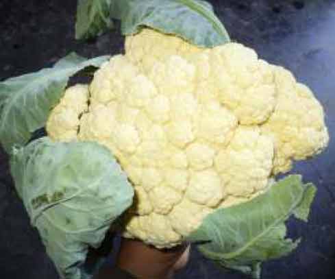 Tha Animakhai Chabi-Traditional Cauliflower Variety - Photo