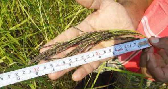 Kubri Mamhani Selection and Kamal- Green Rice Varieties - Photo