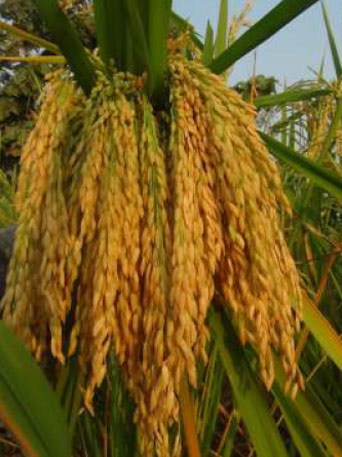 Kudrat Seeds: Improved Plant Varieties - Photo