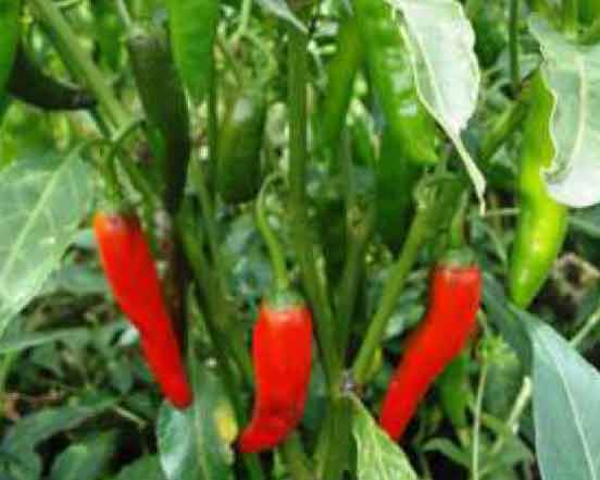 Helen Morok- Improved Variety of Chilli - Photo