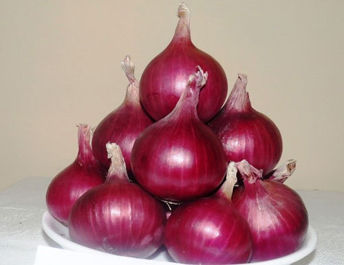 Image of Kansi No.1: Improved High-Yielding Onion Variety