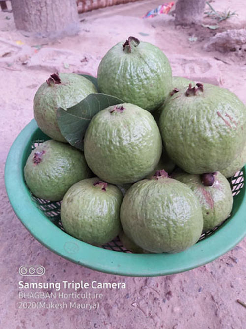 G-Vilas Pasand â€“ Improved Guava Variety  - Photo