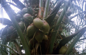 Phytopalm-Herbal pesticide against Coconut mites - Photo