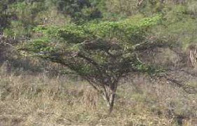 Prosopis Juliflora against discolouration - Photo