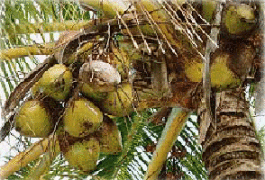 Use of insecticides in coconut trees - Photo