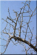 Control of leaf curl in chilli crop - Photo