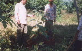 Image of Imparting disease resistance through grafting in brinjal