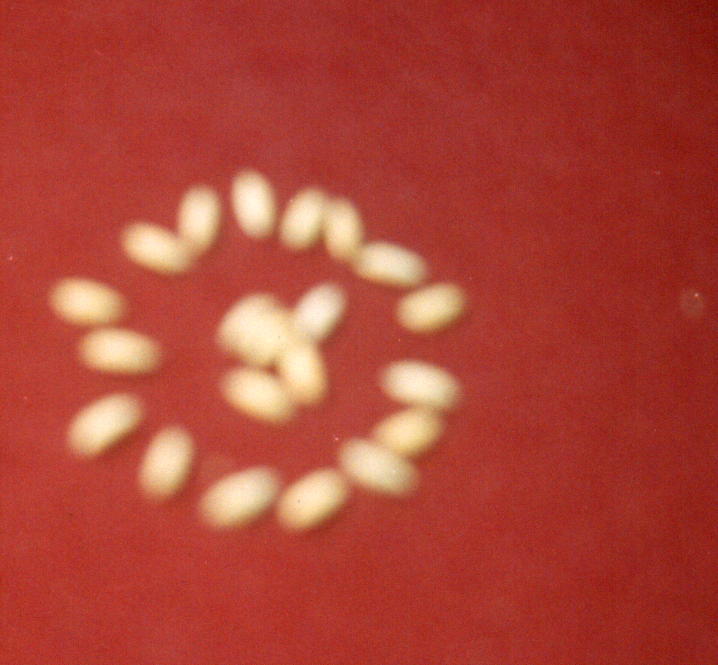 A New Paddy Variety - Photo