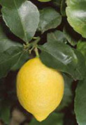 Image of Control of flower falling in lemon plant