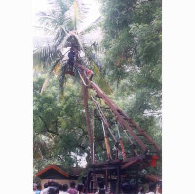 Image of Coconut harvester