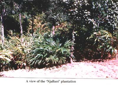 New cardamom variety  Njallani - Photo