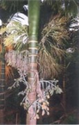 Dwarf, high yielding arecanut variety - Photo