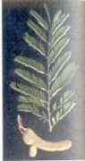 Image of Use of Tamarind and lemon for pest control