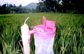 Value addition to TK for pest control in paddy - Photo