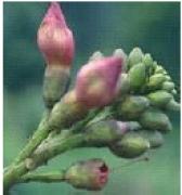 The medicinal properties of Oroxylum indicum The traditional community knowledge of various tribes of Manipur such as Anal, etc. - Photo