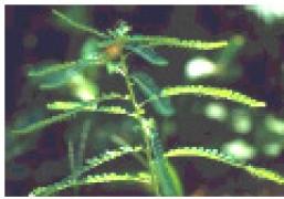 Traditional Herbal Healer 7 - Photo