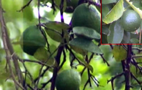 Image of New acid lime variety