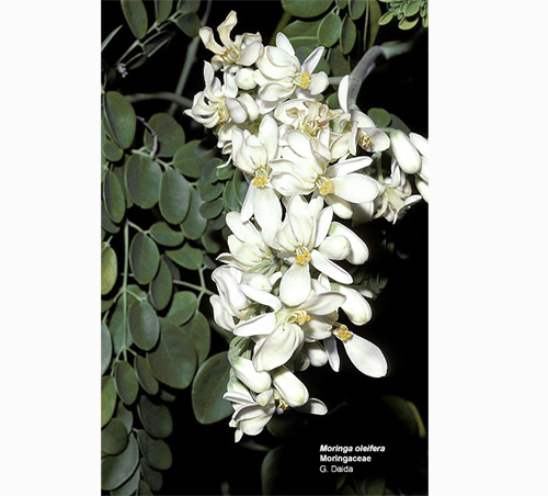 Traditional Herbal Healer 6 - Photo