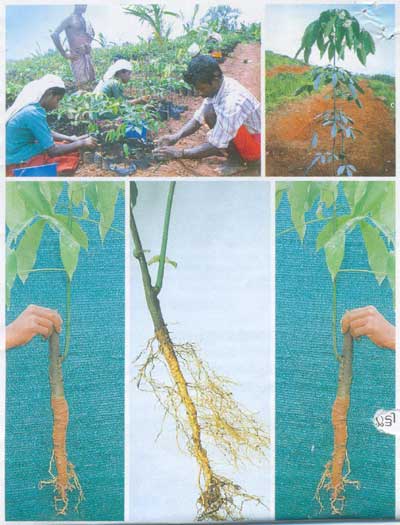 Propagation of rubber by budding - Photo