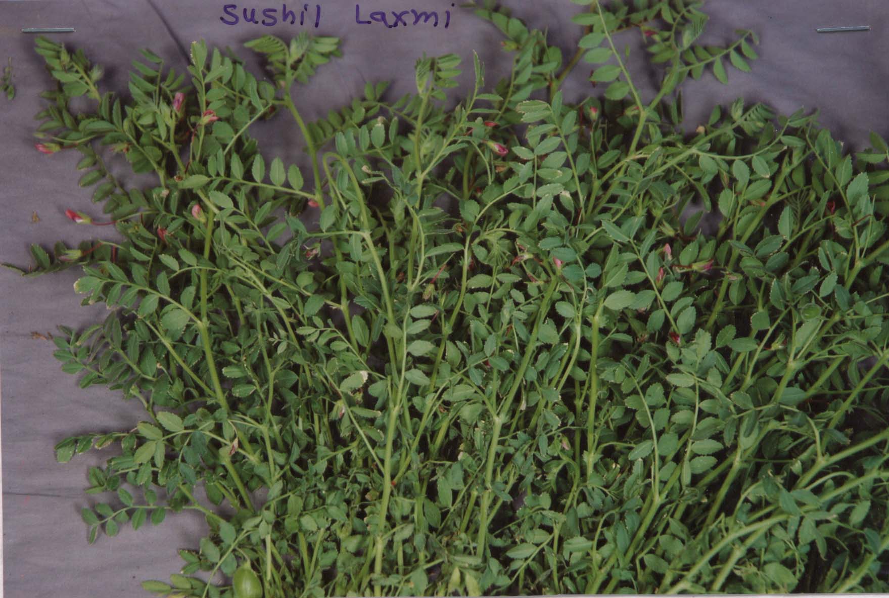 New Gram Variety Sushil Laxmi - Photo