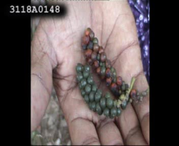 An improved disease resistant variety of Pepper - Kumpukkal - Photo