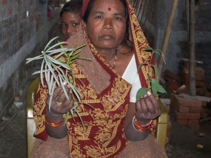 Herbal Preparation for Control of Sucking Pests in Crops - Photo