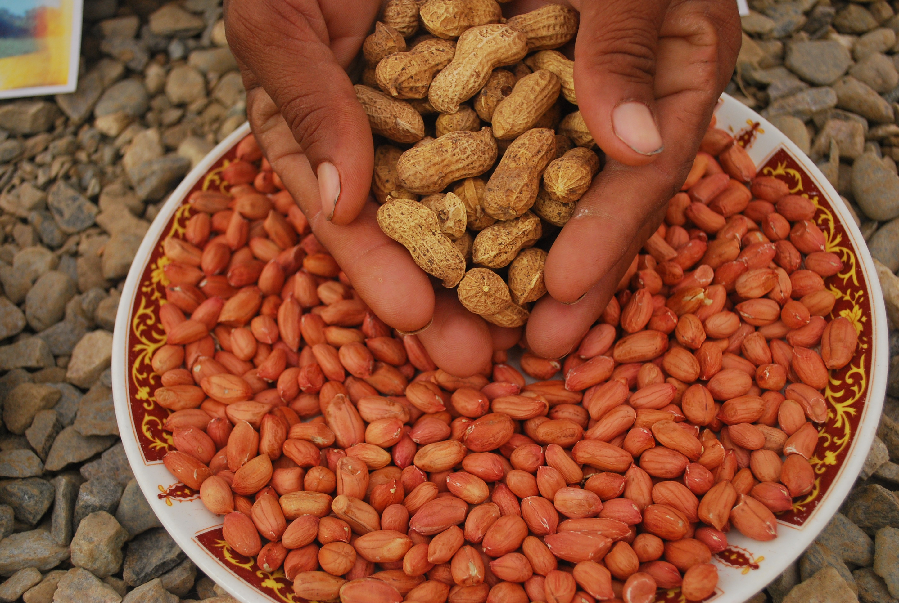 Dhiraj 101 - Innovative Groundnut Plant Variety - Photo