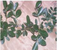 Image of Herbal Preparation to Control Maize Stem Borer