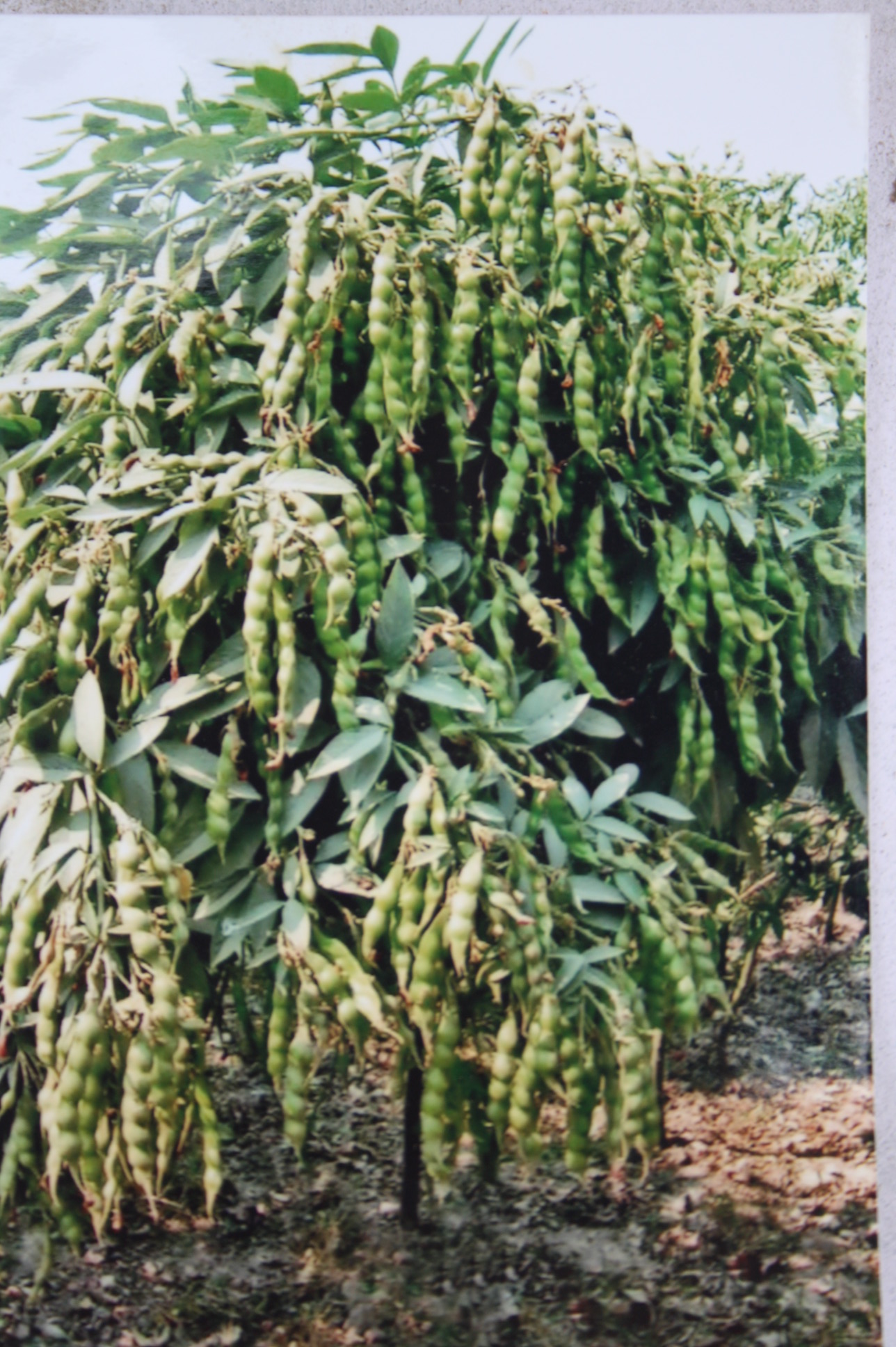 Improved Varieties of Wheat, Paddy, Mustard and Pigeon pea National