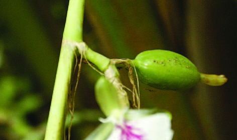 Image of Panikulangara - Spice Variety Cardamom