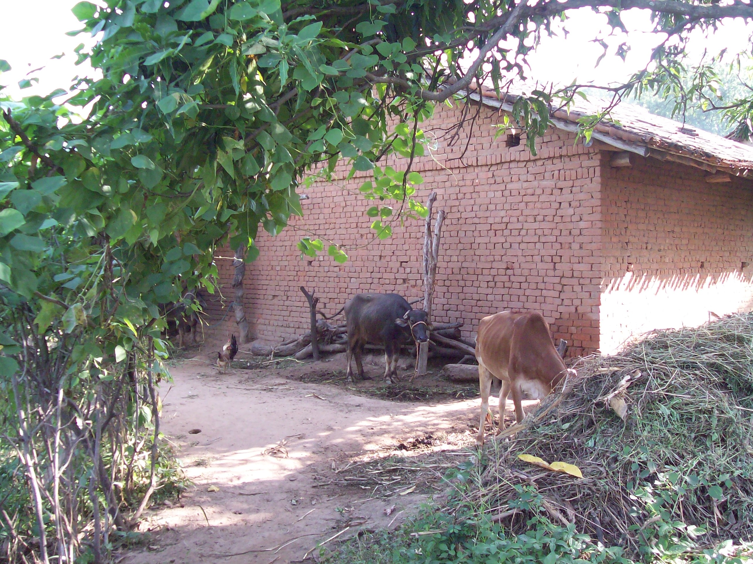 Herbal formulation for treating bloat in animals - Photo