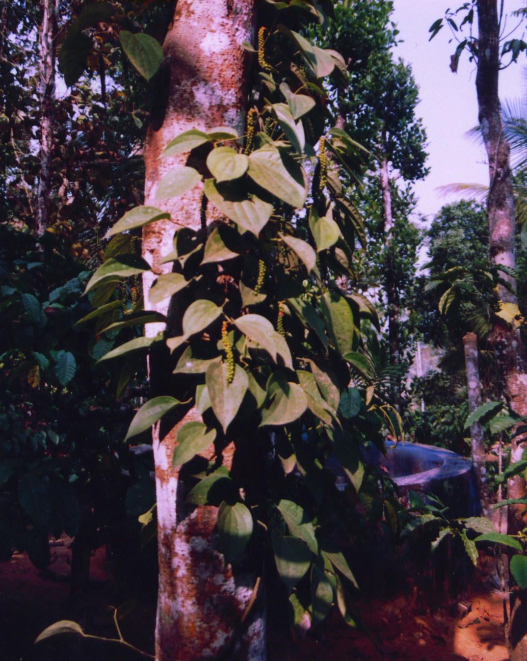 Quick wilt resistant varieties of pepper - Photo
